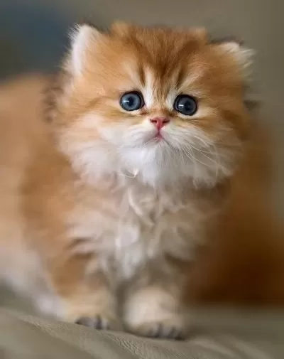 Eşi Bulunmayan Golden Ny12 British Longhair