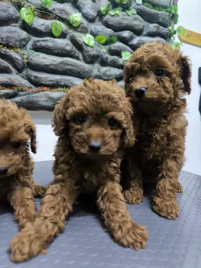 10 Ağustos Doğumlu Kore Kan Poodle Yavrular