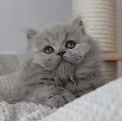 Gri Tüy Yumağı British Longhair