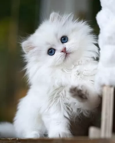 Kusursuz Ns1133 British Longhair