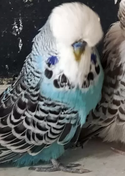 Jumbo Muhabbet Kuşu Yavru
