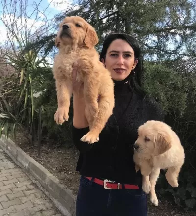 Golden Retriver Yavrularım Sağlık Ve Irk Garantilidir