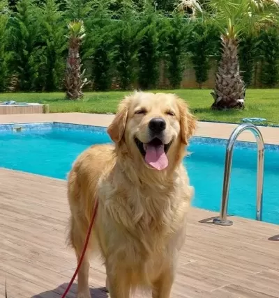 Secereli Golden Retri Ever Yavrulari