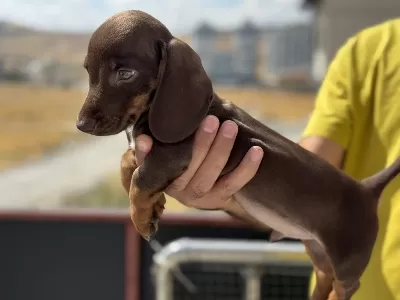 Ankaranın Çok Özel Mini Dachshund Yavrusu