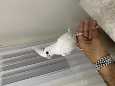 2 Aylık Kırmızı Göz Albino Erkek Sultan Papağanı