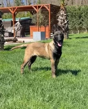 Full Eği̇ti̇mli̇ Hari̇ka Belçi̇ka Kurdu 8 Aylik
