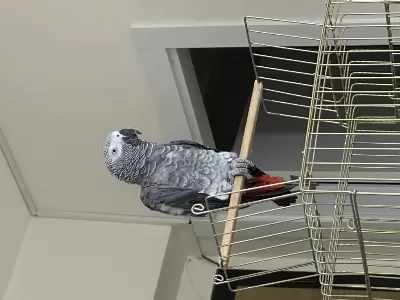 Sağlıklı Full Evcil Jako