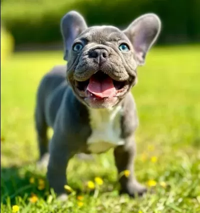 Efsane Güzel French Bulldog Yavrulari İstanbul