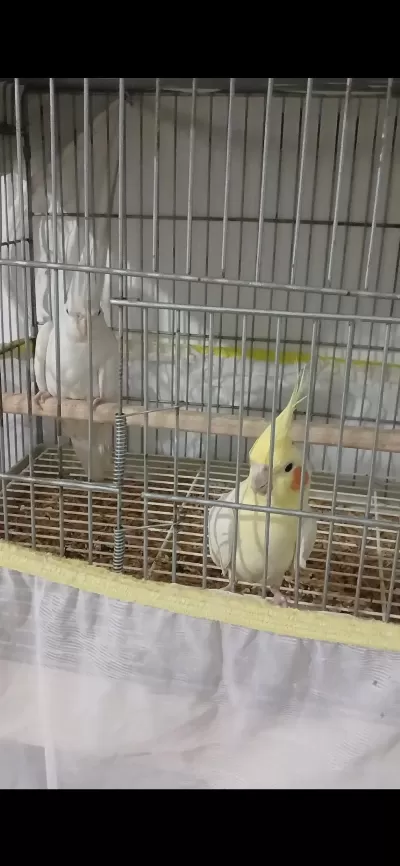 Erkek Lutino Sarı Dişi Albino Beyaz Garanti Takım Kuşumuz