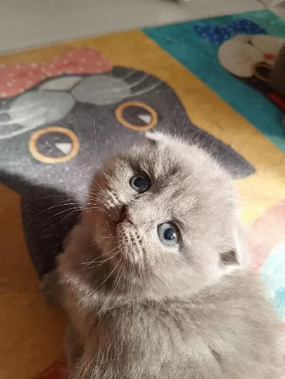 Sifir Kulak Ayi Surat Scottish Fold Yavrum