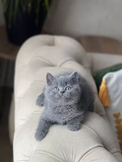 2 Aylik British Shorthair Yavrum
