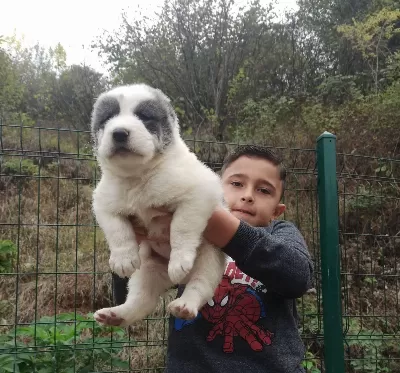 Dev Alabay Yavrulari Kaçirmayin