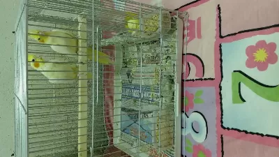 Damızlık Garanti Cift Sultan Papağanı