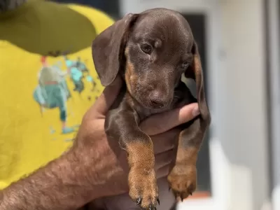 En Güzel Show Kalite Dachshund Yavrumuz