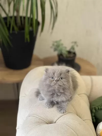 Sevimli Surat British Longhair Yavrum