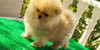 Pofuduk Boo Lar Sizleri Bekliyor