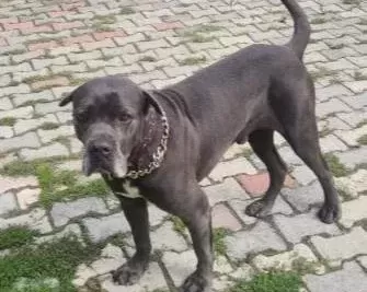 I Ki Yaşında Erkek Uysal Tüm Bakımları Yapılmış Aşıları Tam E