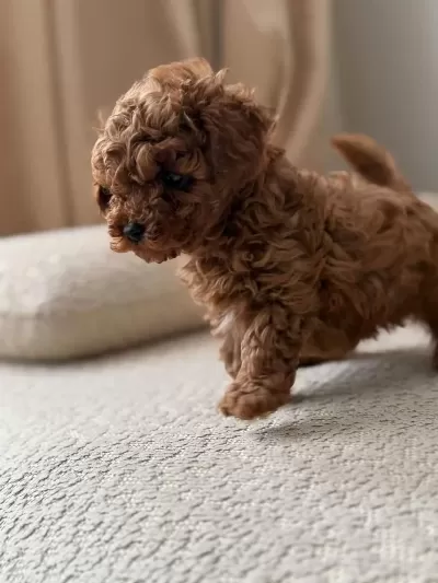 Ruhsatli Köpek Çiftliğinden Toypoodle Yavrularimiz