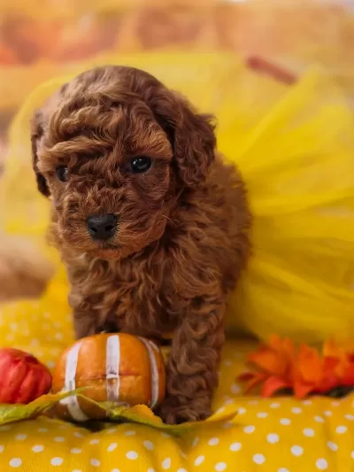 Toypoodle Mükemmel Güzellikteki Yavrularimiz