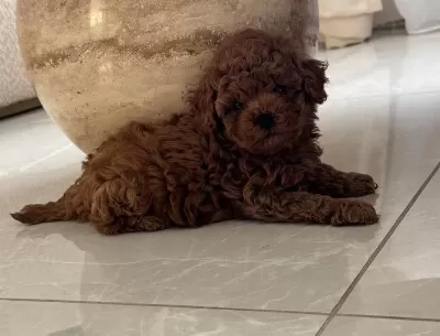 Toypoodle Orjinal Safkan Yavrularimiz