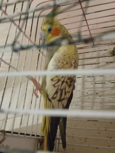Dişi Sultan Papağanı 2 Yaşında