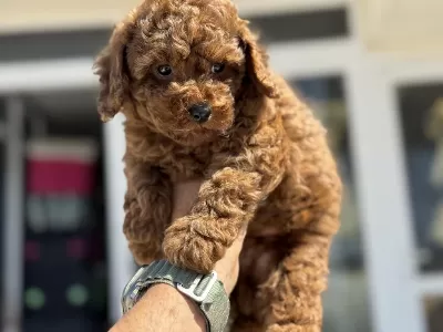 Yasal Ruhsatlı Çiftlikde Ziyarete Açık Toy Poodle