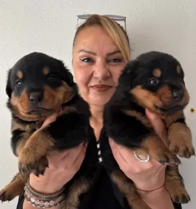 İri Cüsseli Muhteşem Rottweiller Yavrularımız