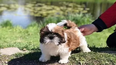 Sağlik Ve Irk Garanti̇li̇ Shih Tzu Yavrulari İstanbul