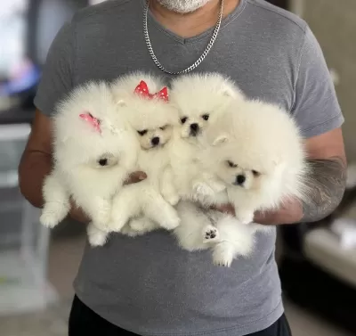 Pomeranian Ayiciklar 2 Dişi Ve 2 Erkek