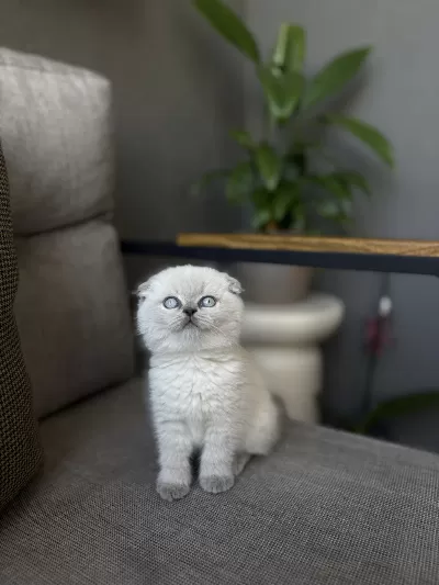 Scottish Fold Blue Point Yavrularimiz