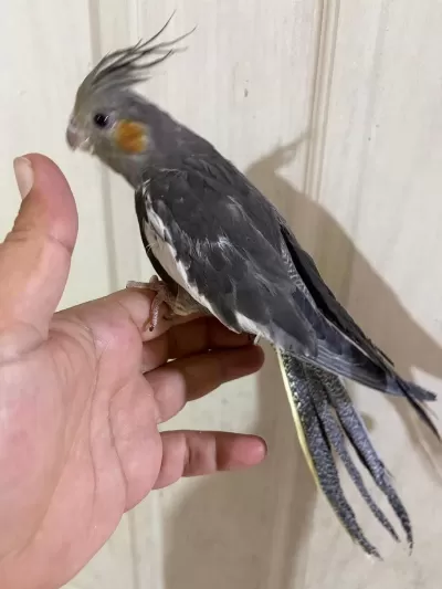 45 Günlük Konuşturmalık Grey Bebek Sultan Papağanı