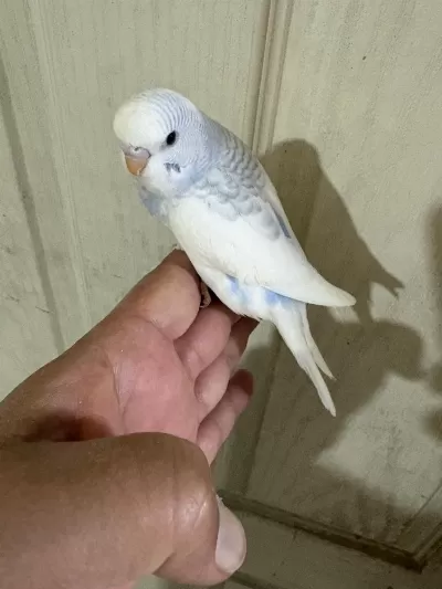 30 Günlük Renk Güzeli Erkek Bebek Muhabbet Kuşu