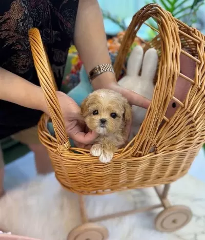 Kg Garantili Maltipoo Yavrularımız