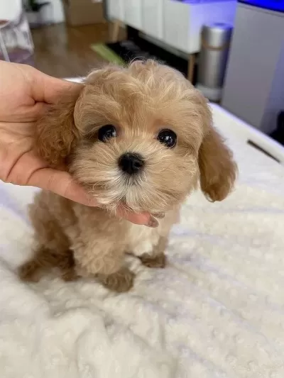 İrk Ve Sağlik Garantili Maltipoo