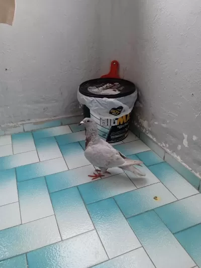 Ardizol Posta Güvercin