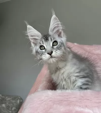 Maine Coon Erkek Pet Şecereli
