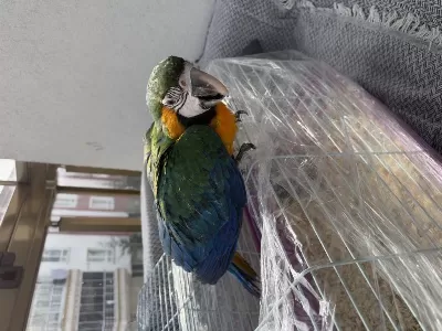 Harlequin Çatalina Hibrit Macaw Bebek Belgeli Çipli