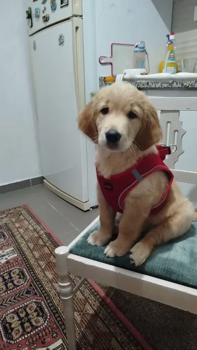 Oyuncu Golden Retriever Kızımız Şila