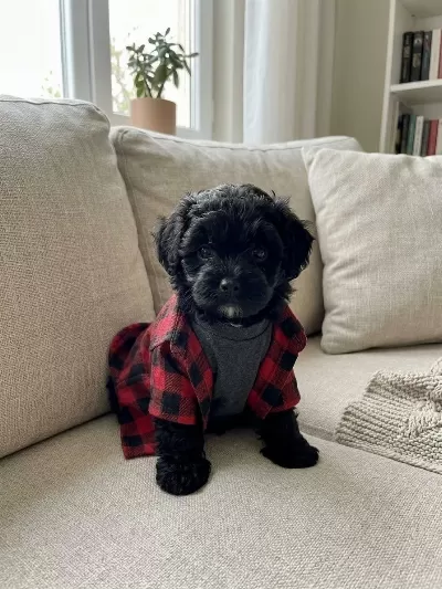 Maltipoo Yavrular Hazır