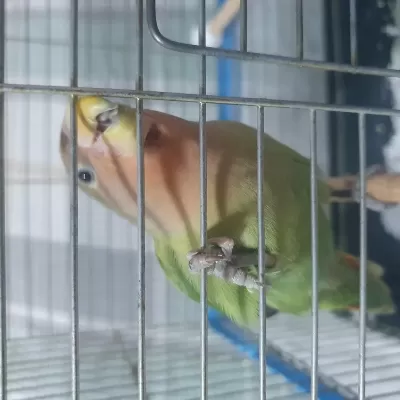 Acil Sevda Papağanı Mutasyon Renk Kedi İle Takas Olur