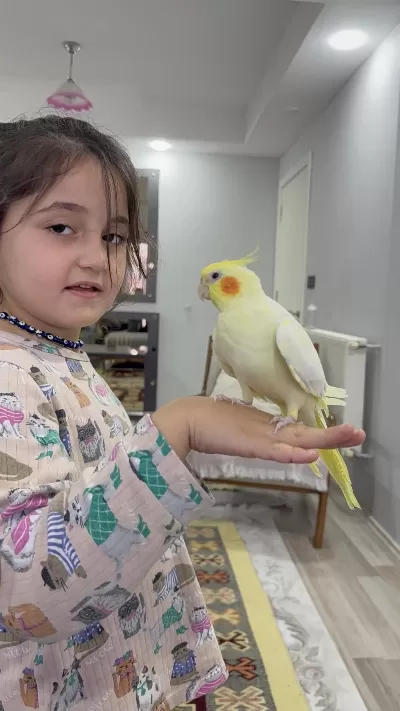 Full Evcil Konuşan Kırmızı Göz Sultan Papağanımız