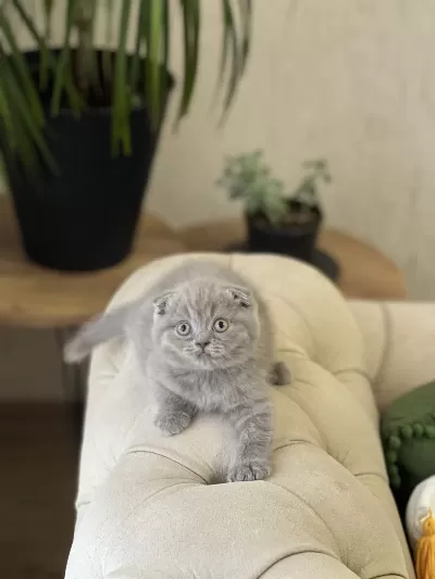 Özel Renk Lilac Scottish Fold Yavrum