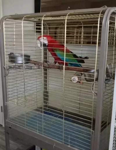 Red Green Macaw Papağanı