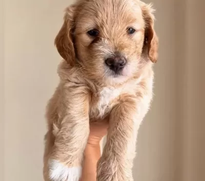 Evde Doğmuş Minyatür Maltipoo Yavruları