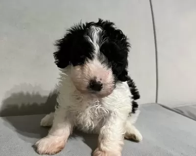 Poodle Suratlı Maltıpo Oglum