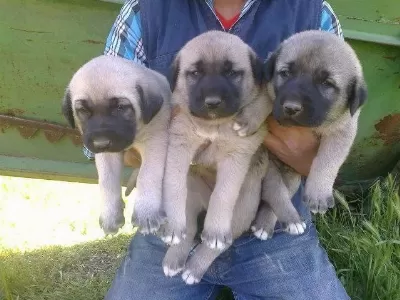 İrk Garantili Kangal Yavrulari