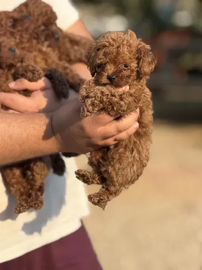 Aşili Çiş Eğitimli Toy Poodle Bebekler