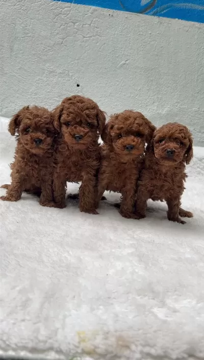 Oyuncak Boy Erkek Dişi Poodle Kurabiyeler