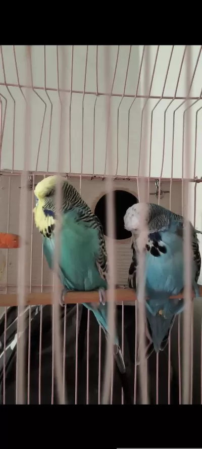 Hazır Eş Jumbo Takım Yavru Muhabbet Kuşu Alınmış