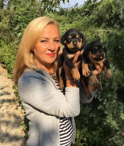 Koca Kafa Muhteşem Rottweiler Yavrularımız